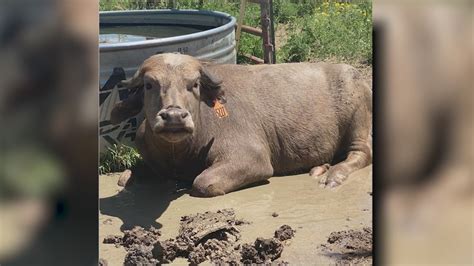 'Where's Moochi?': 900-pound water buffalo missing in Colorado